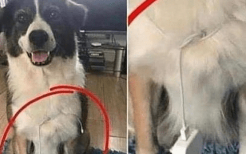 Dog Goes Viral For This Reason