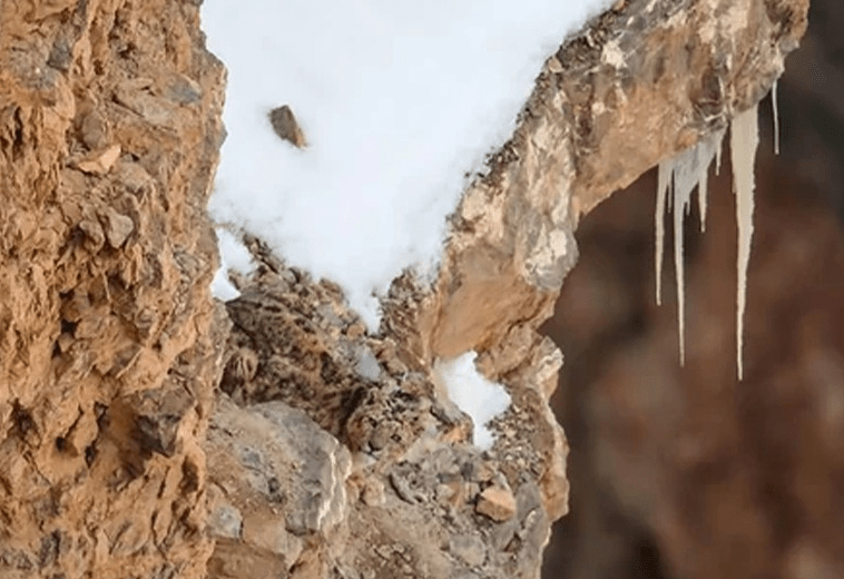 People Can’t Spot A Snow Leopard This Photo